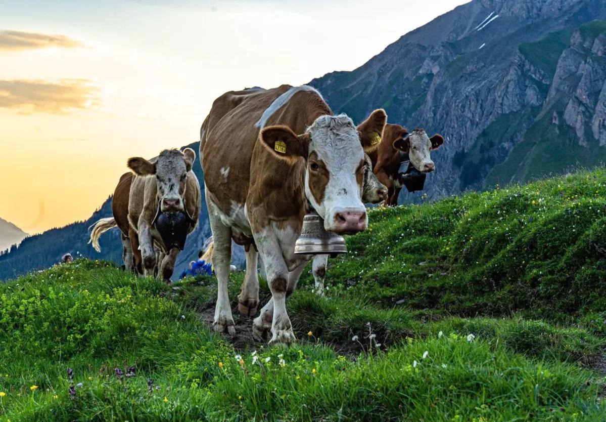 Edelweiss 4 Zi Ferienwohnung In Landhaus Frutigen Esterno foto